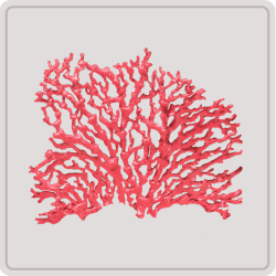 lithothamne
